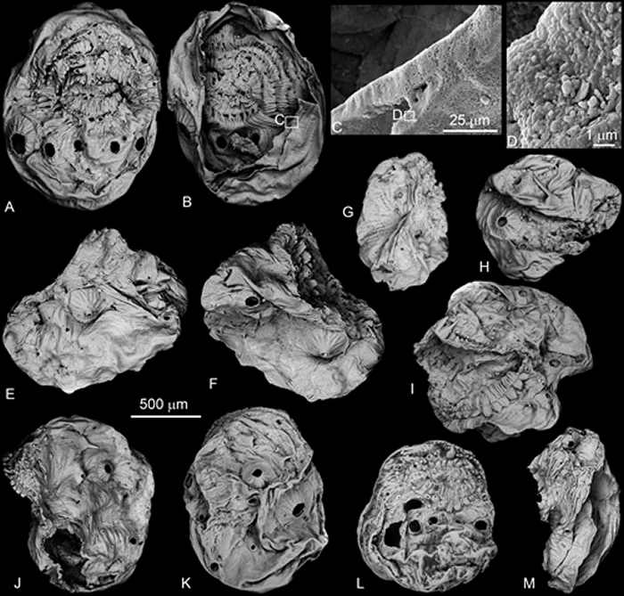 陕南发现5.35亿年前微体化石“皱囊虫” 蜕皮动物体构起源研究取得重要进展