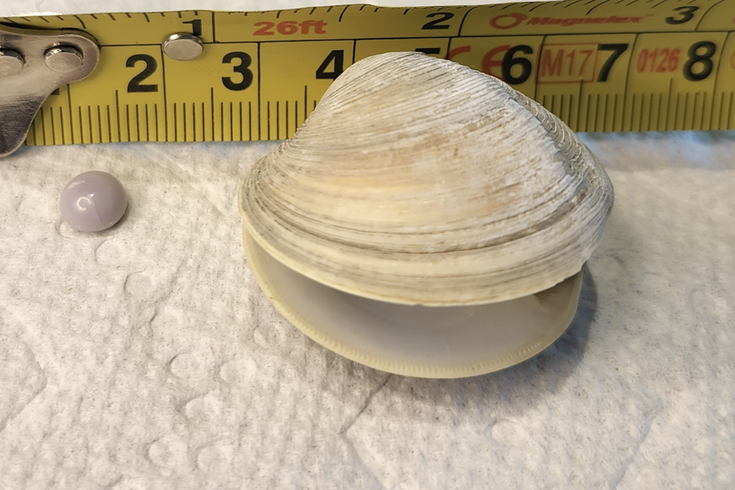 美国德拉瓦州男子吃饭点了一盘14美元开胃菜 吃到紫色珍珠