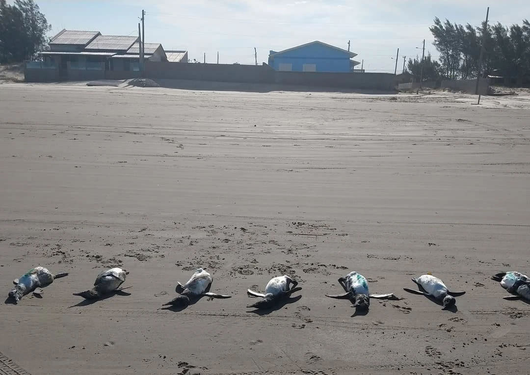 巴西南部圣卡塔琳娜州遭遇严重飓风 近600只企鹅被冲上沙滩死亡