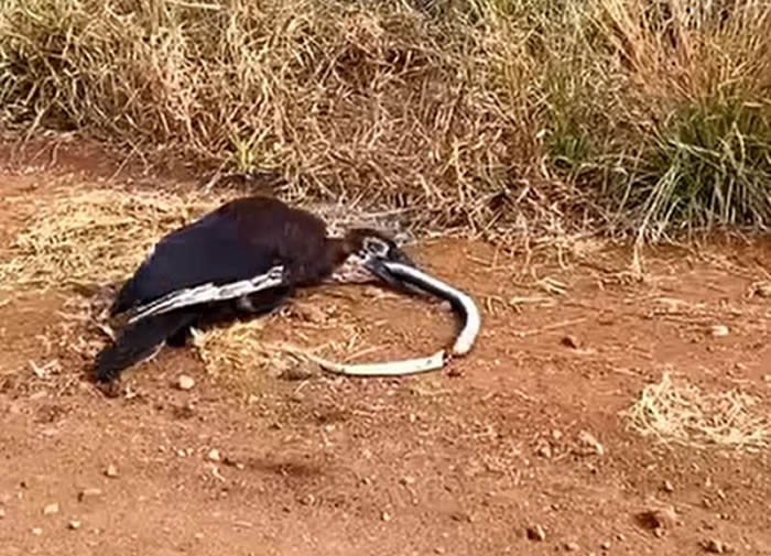 南非克鲁格国家公园红脸地犀鸟想吞大蛇 却被卡喉咙倒地奄奄一息