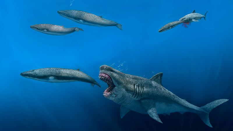 3D模型表明史前巨齿鲨只需五口就能吃掉一头虎鲸