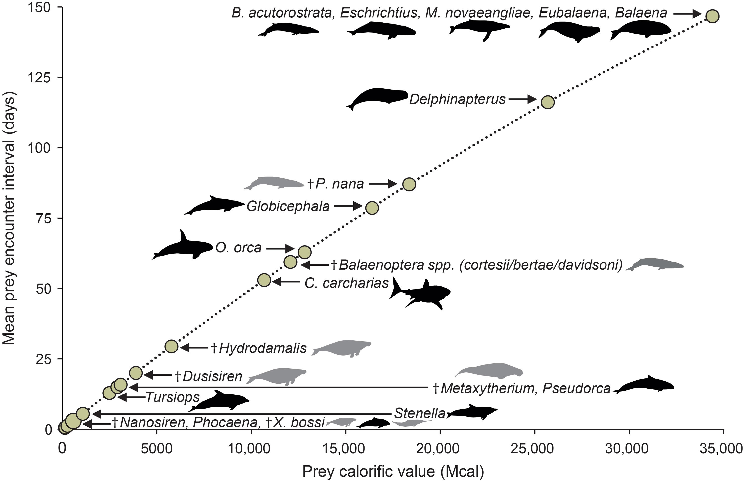 3D模型表明史前巨齿鲨只需五口就能吃掉一头虎鲸