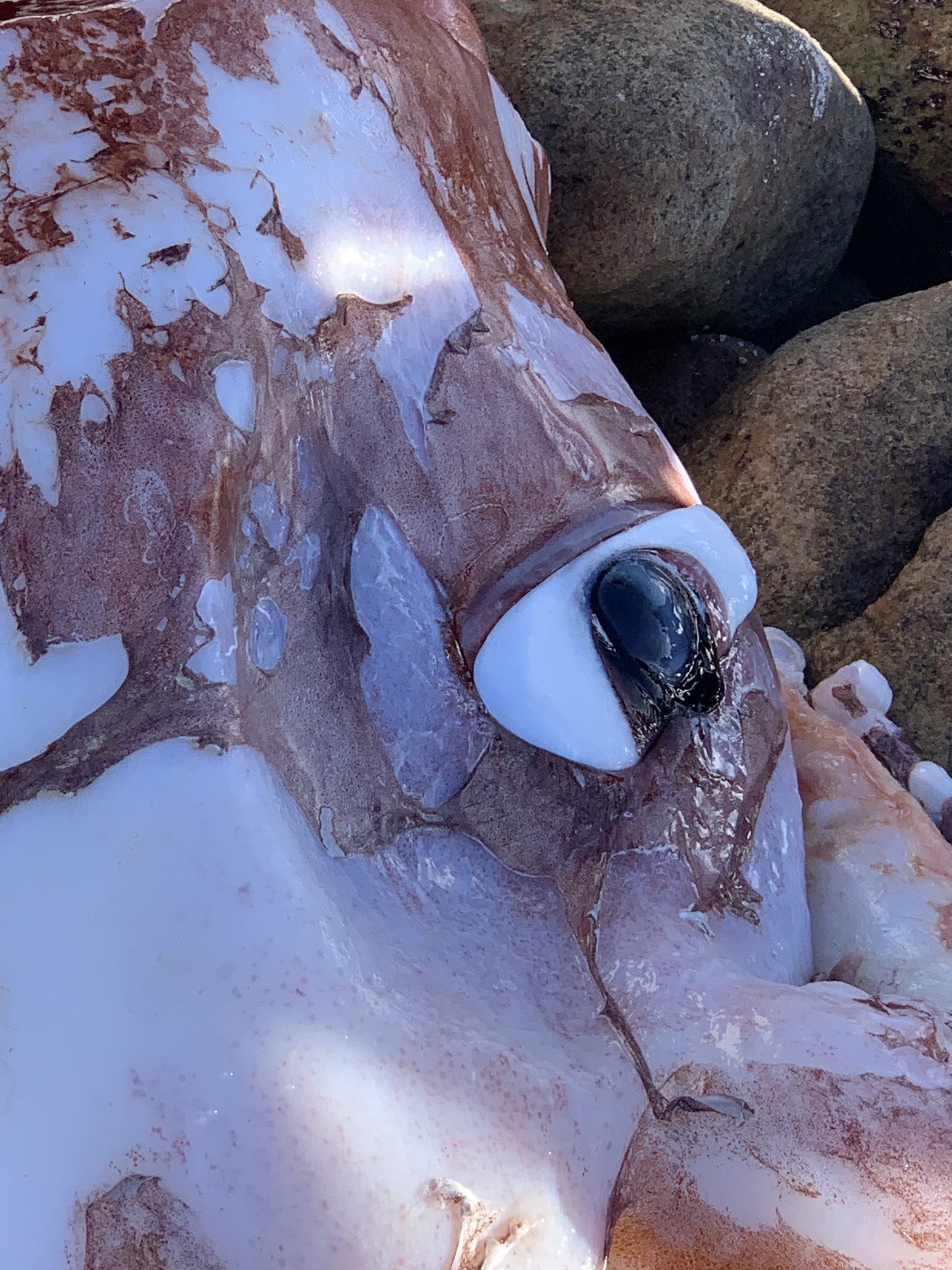 �Ϸ�������ʡ˹�����պ�̲�������������ϰ�����