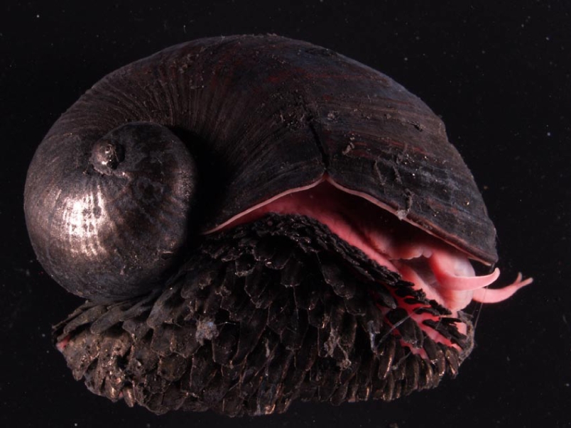 印度洋深海带有金属质“鳞片”的鳞角腹足海螺 是世界第一个因深海采矿而濒危的物种