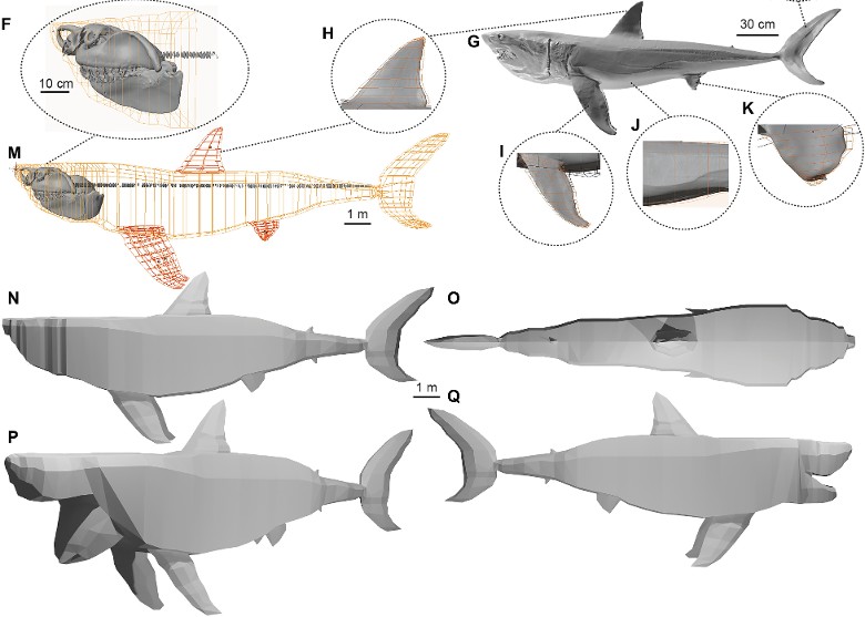 巨齿鲨或长逾20米 几口就能吞下杀人鲸