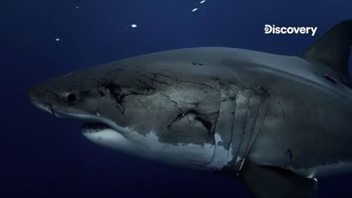 Discovery频道《鲨鱼周》：大白鲨与大王鱿鱼谁才是深海王者？