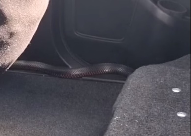 澳洲一对情侣开车时感觉脚底有异物滑过 惊见1米长毒蛇“赤腹伊澳蛇”