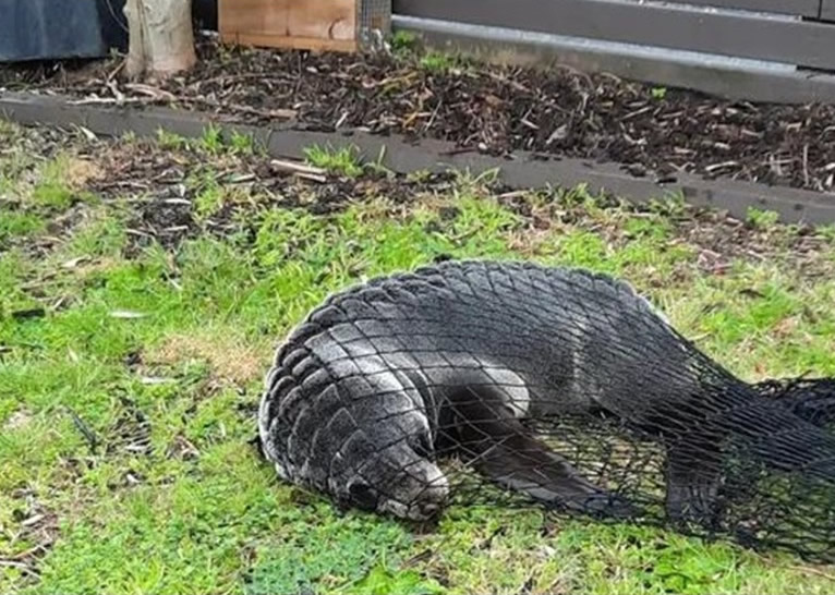 新西兰陶朗阿市郊海豹闯入民宅 吓跑家猫闲逛逾两小时
