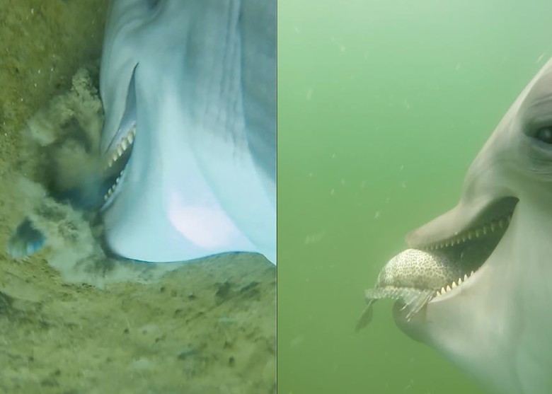 美军扫雷海豚身上绑上运动摄录机 拍到猎食剧毒黄腹海蛇