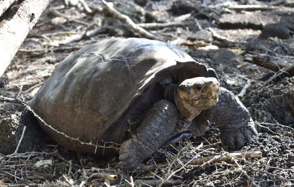 一只长期被认为已经灭绝的加拉帕戈斯巨龟被发现活着