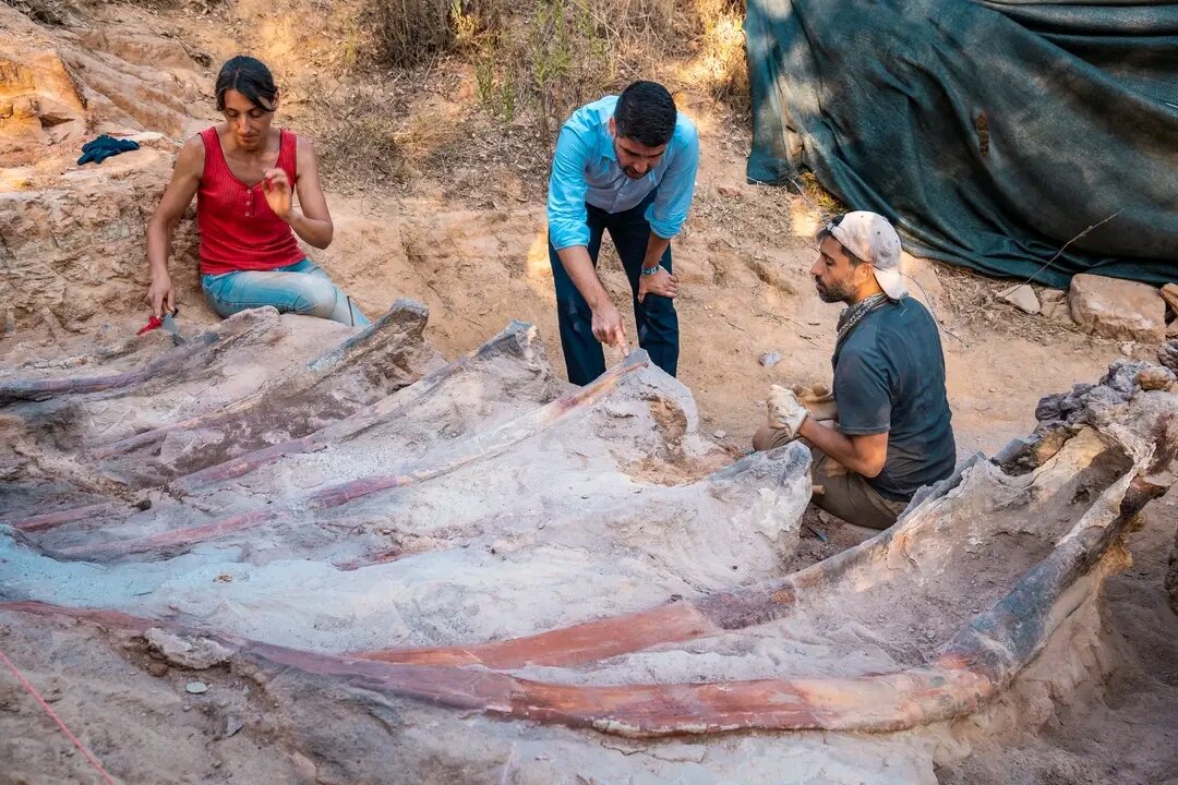 葡萄牙小镇蓬巴尔挖掘出欧洲有史以来出土最大恐龙化石 属于腕龙属