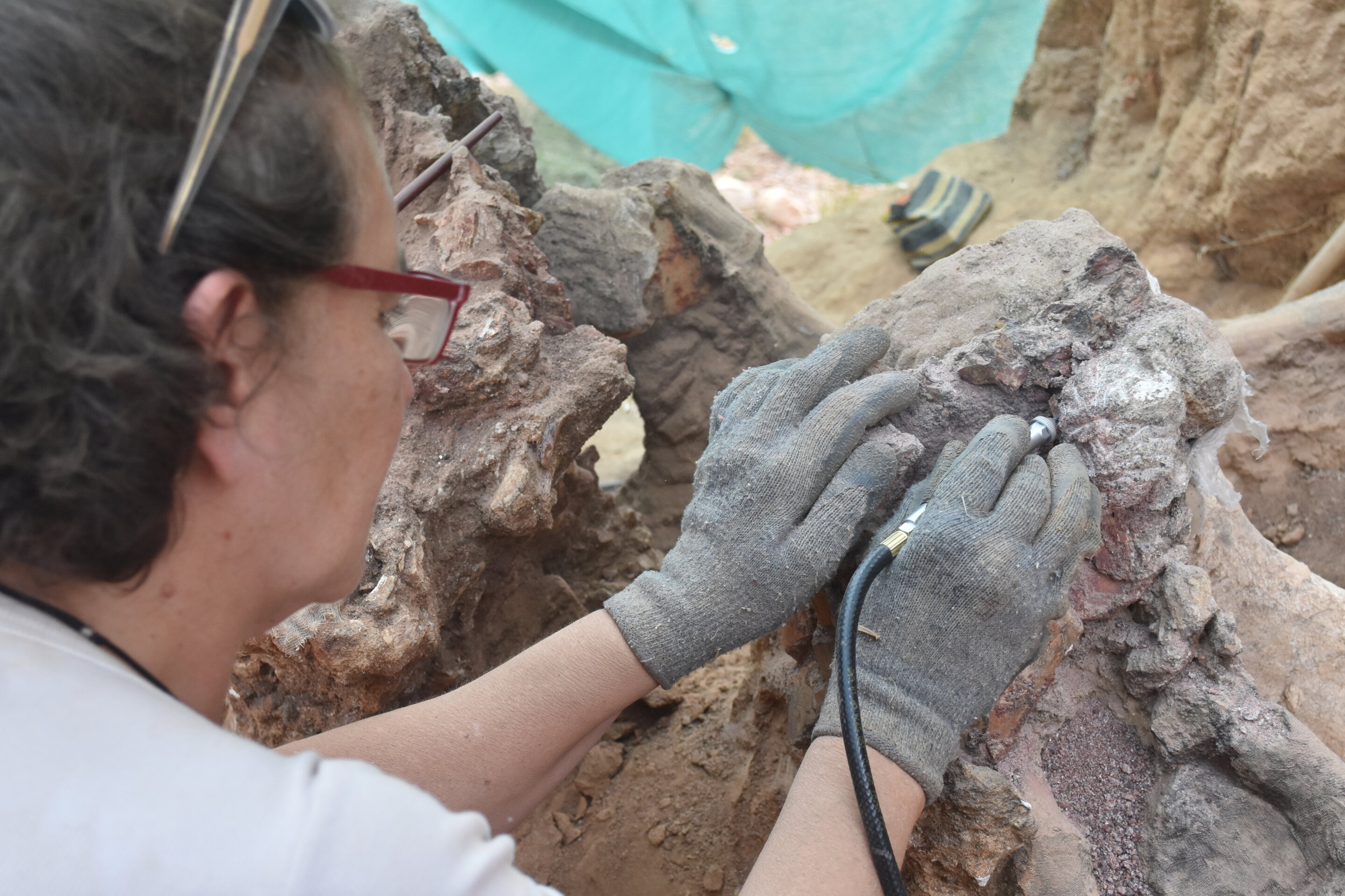 葡萄牙小镇蓬巴尔挖掘出欧洲有史以来出土最大恐龙化石 属于腕龙属