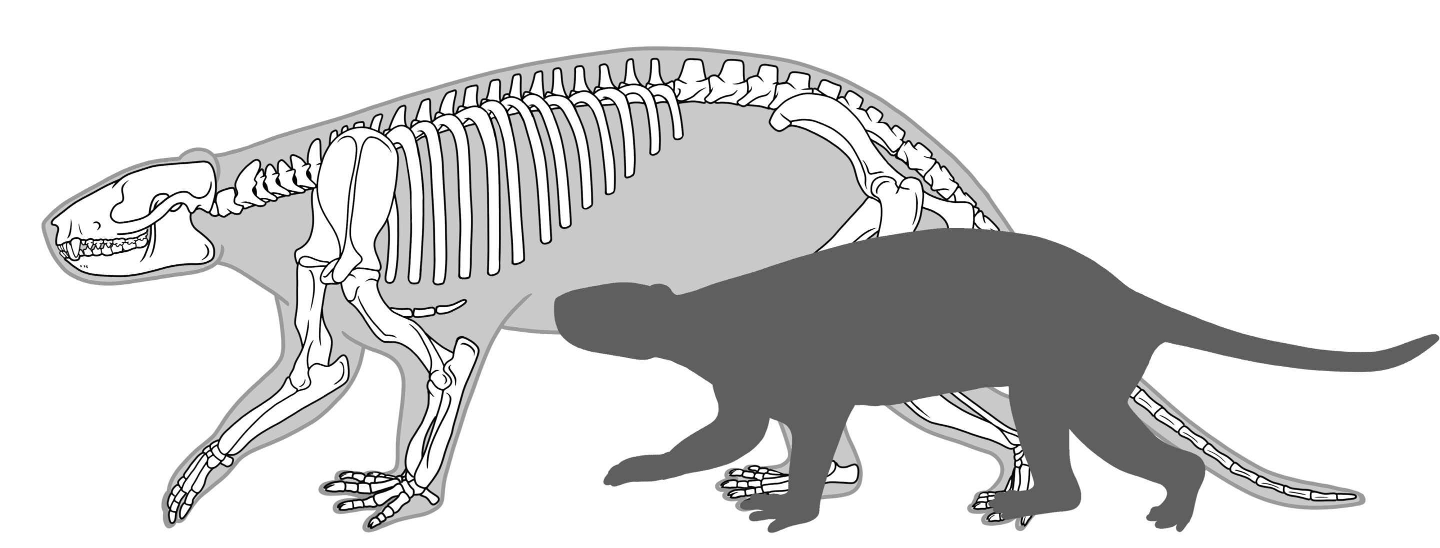 对6200万年前钝脚类全棱兽的研究发现：早期哺乳动物生长速度快但寿命更短