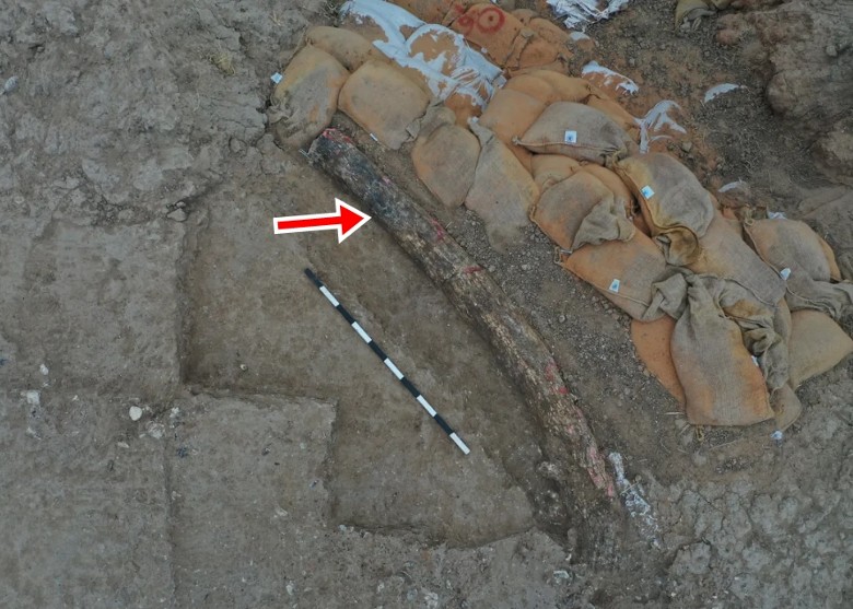 以色列南部出土保存完好古菱齿象象牙化石 追溯至50万年前