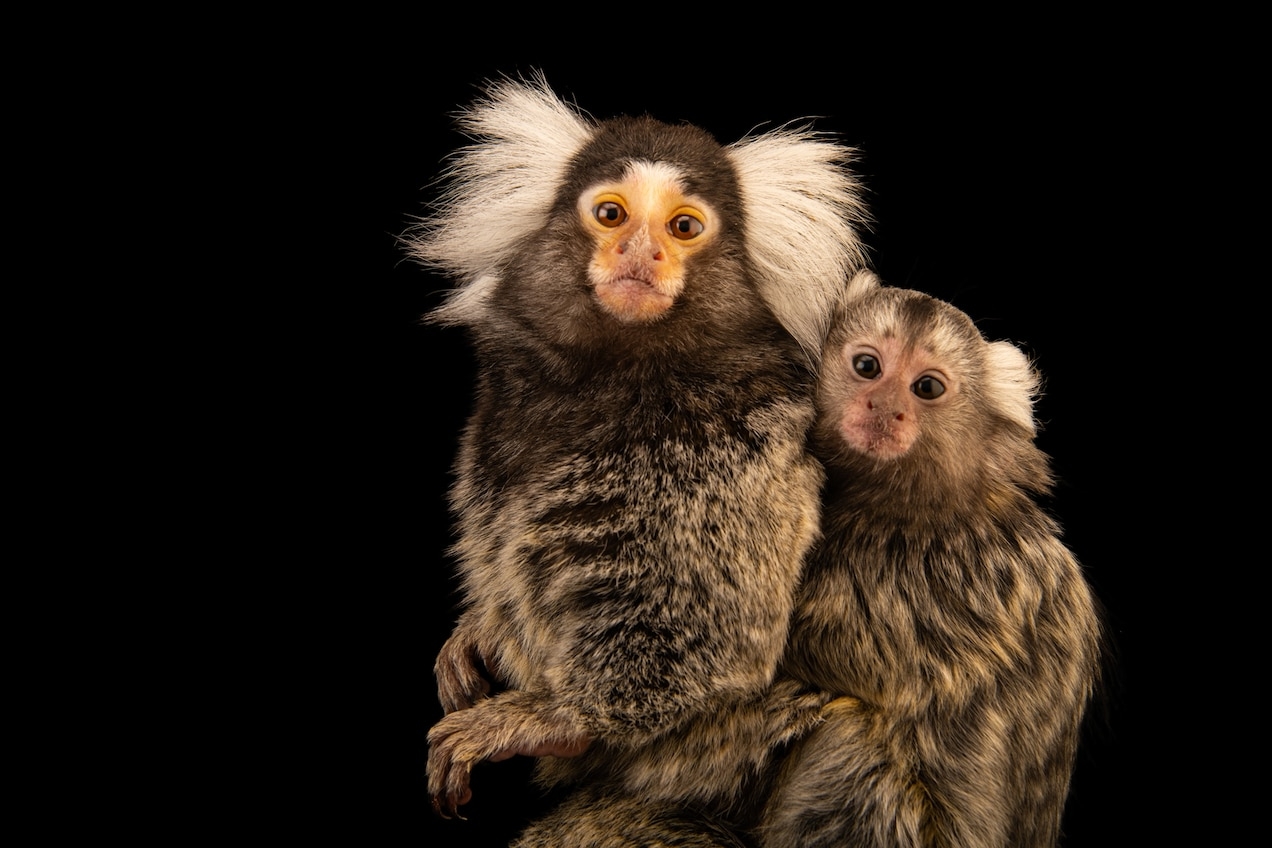 ͨͼǰڲ˹ӴѧȦԾý PHOTOGRAPH BY JOEL SARTORE, NATIONAL GEOGRAP