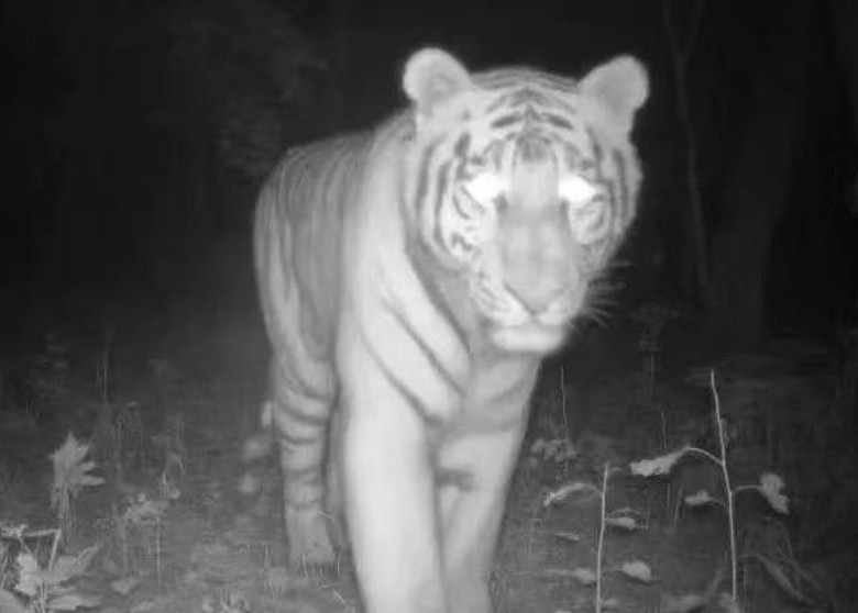 ⵽û ʡ˫Ѽɽĺֹͨɽ