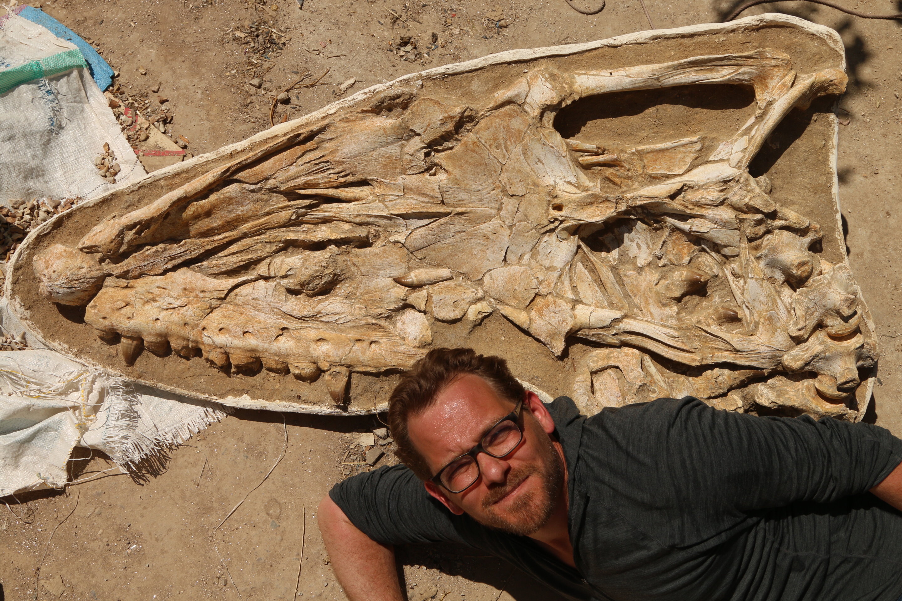 摩洛哥发现6600万年前统治海洋的巨型新沧龙化石Thalassotitan atrox