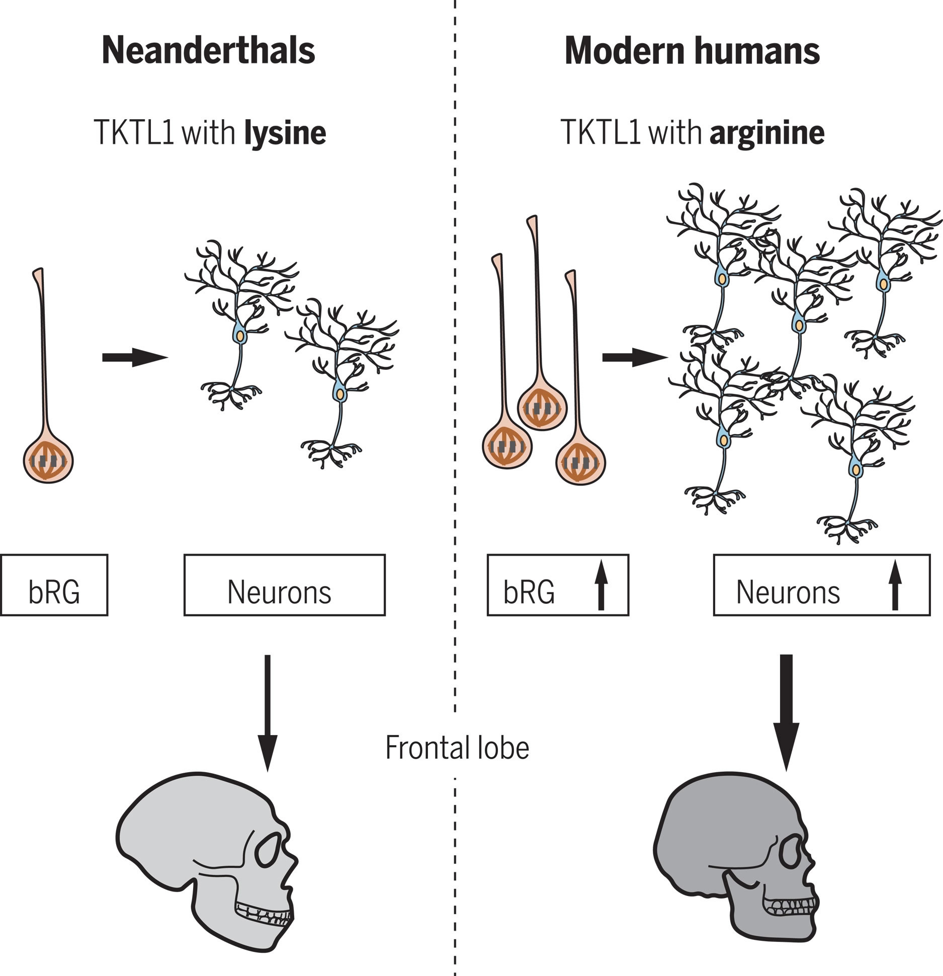 与尼安德特人相比 人类TKTL1意味着现代人额叶新皮层的神经发生更大