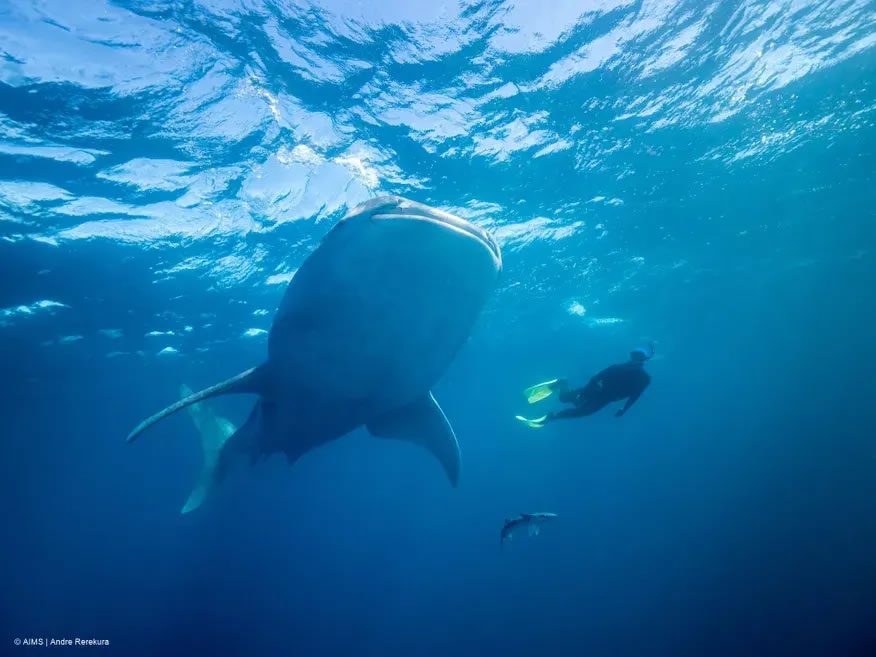 新发现使鲸鲨成为世界上最大的杂食动物