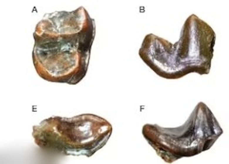 埃塞俄比亚发现250万年前身形如现代狮子般大且食量惊人的水濑化石