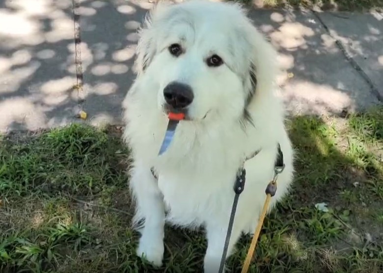 �����ɰ�С��ɢ���ں������Ż���