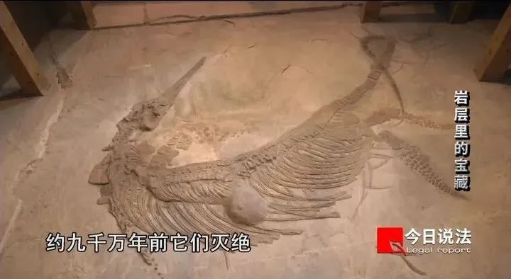 两百余件化石被扣！女子倒卖九千万年前鱼龙“龙下蛋”化石，获刑九年