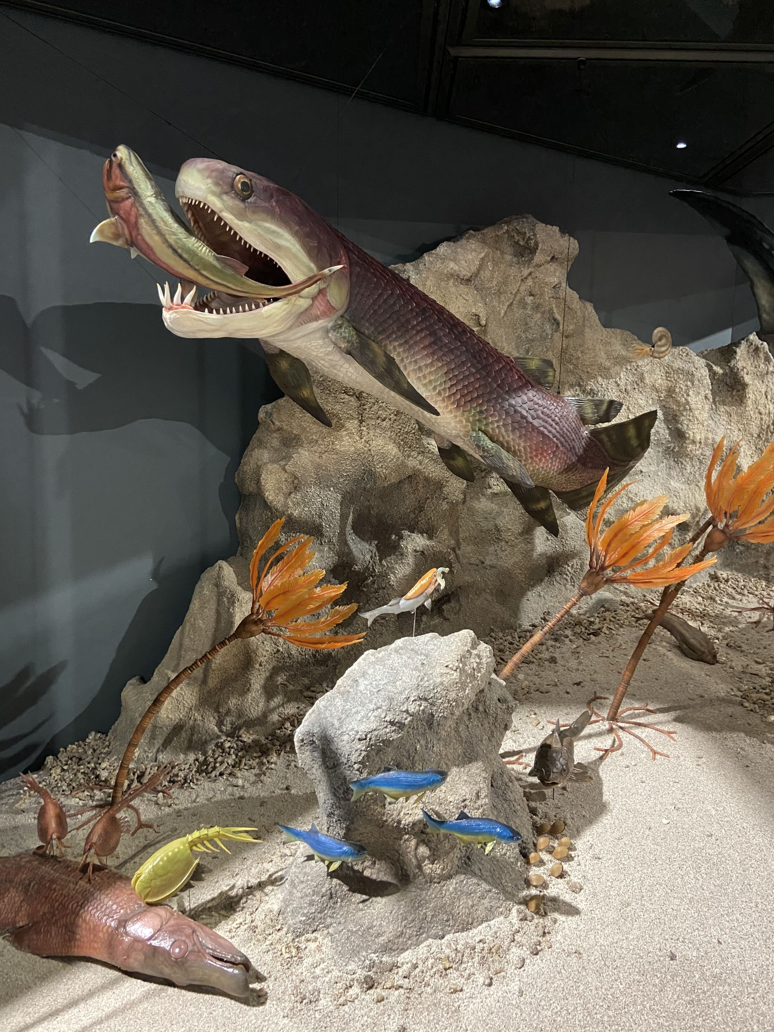 保存异常完好的泥盆纪盾皮鱼软组织器官化石揭示对颌类脊椎动物早期演化新见解