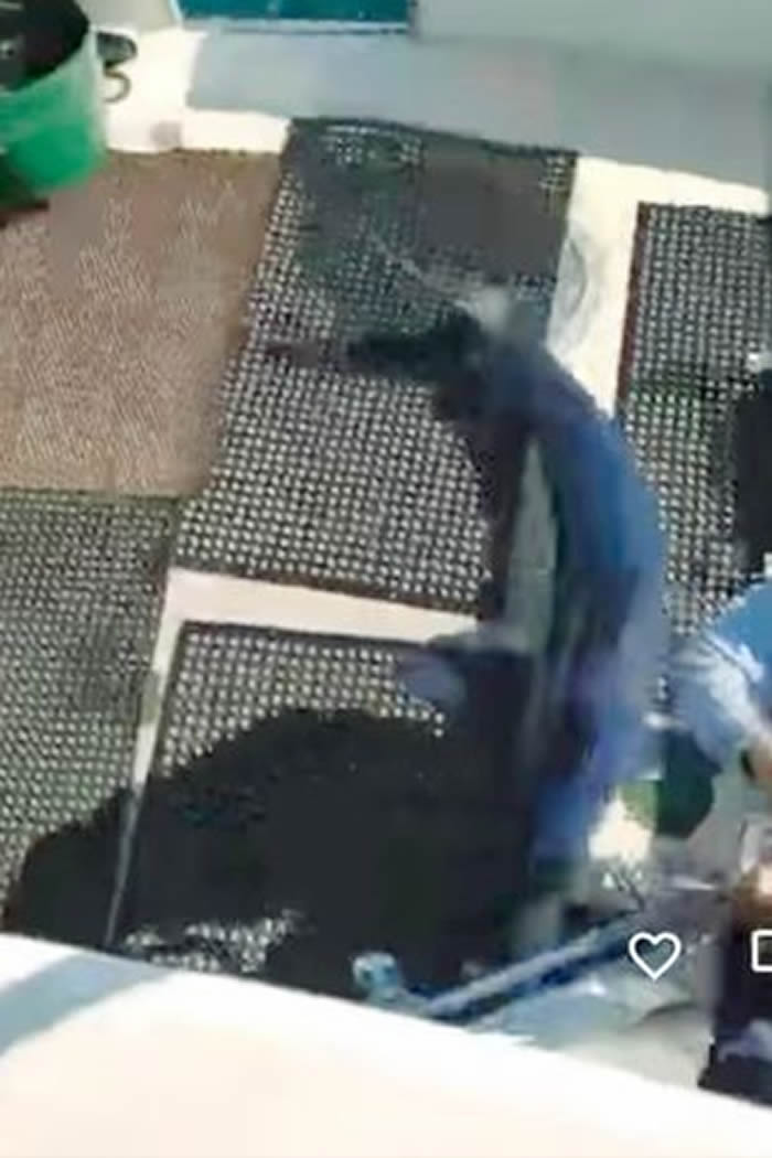 美国缅因州渔船出海 巨大鲨鱼水中冒出跳到船上撞到渔夫