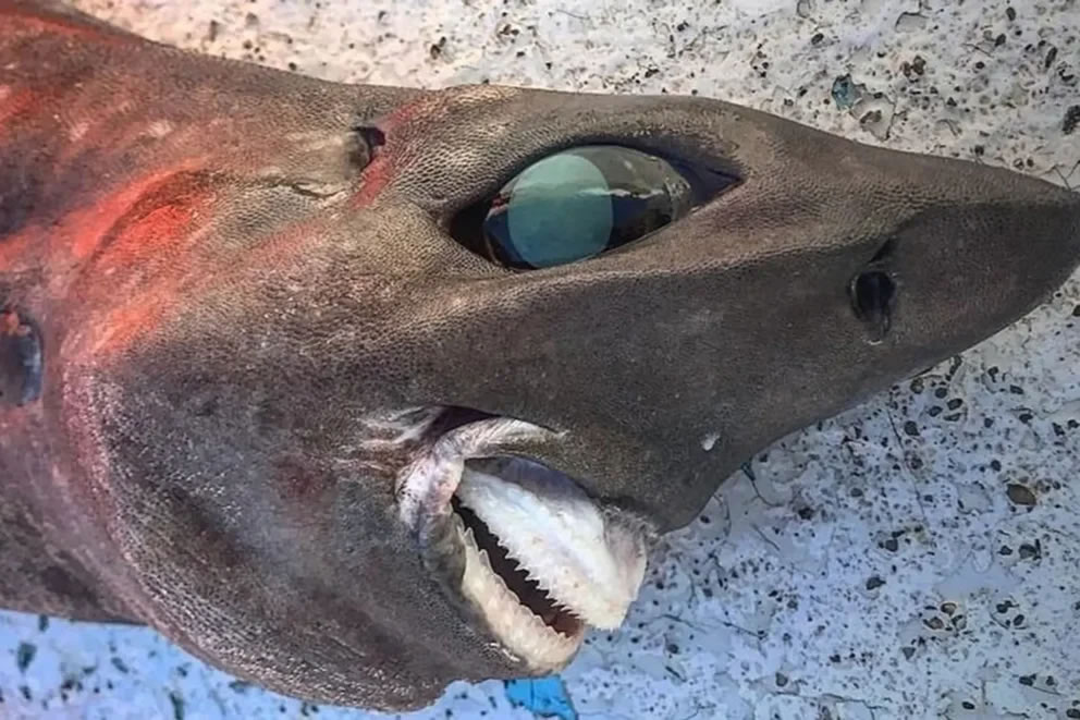 澳洲渔夫意外钓上一条罕见深海怪鱼 专家也众说纷纭