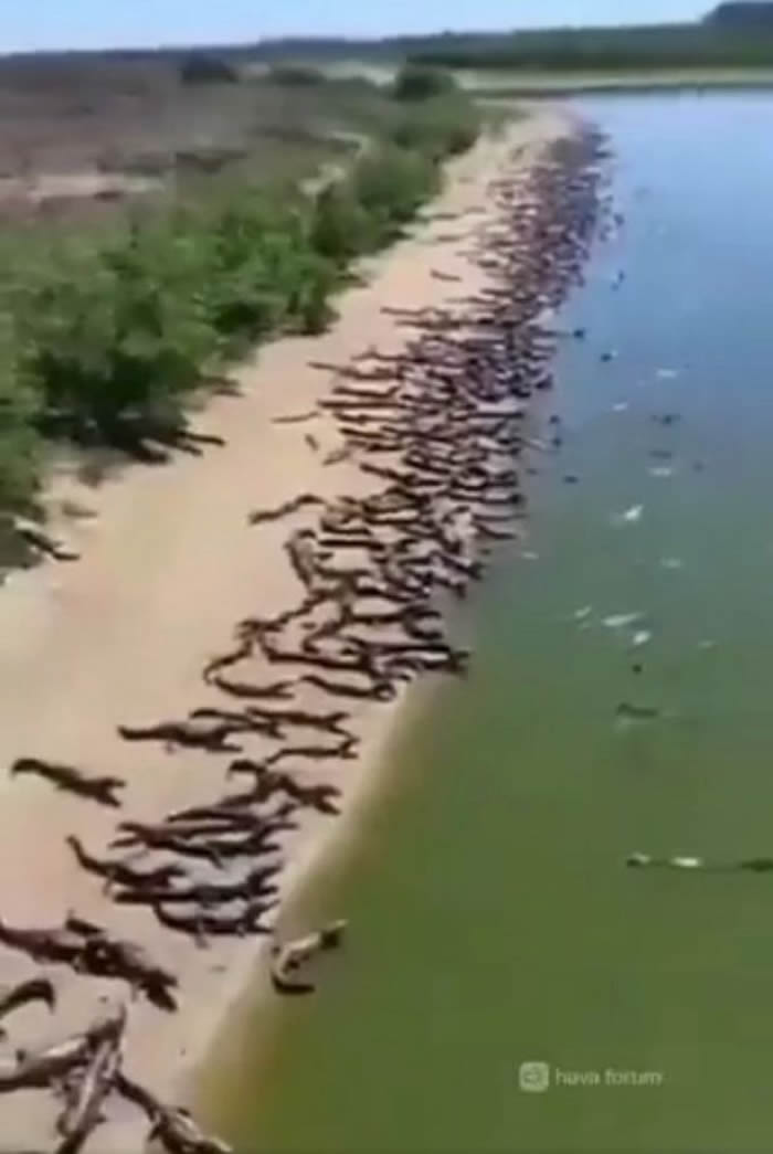 巴西数以百计鳄鱼聚集海滩 超级大地震和海啸就要发生?专家:这里就是他们的家