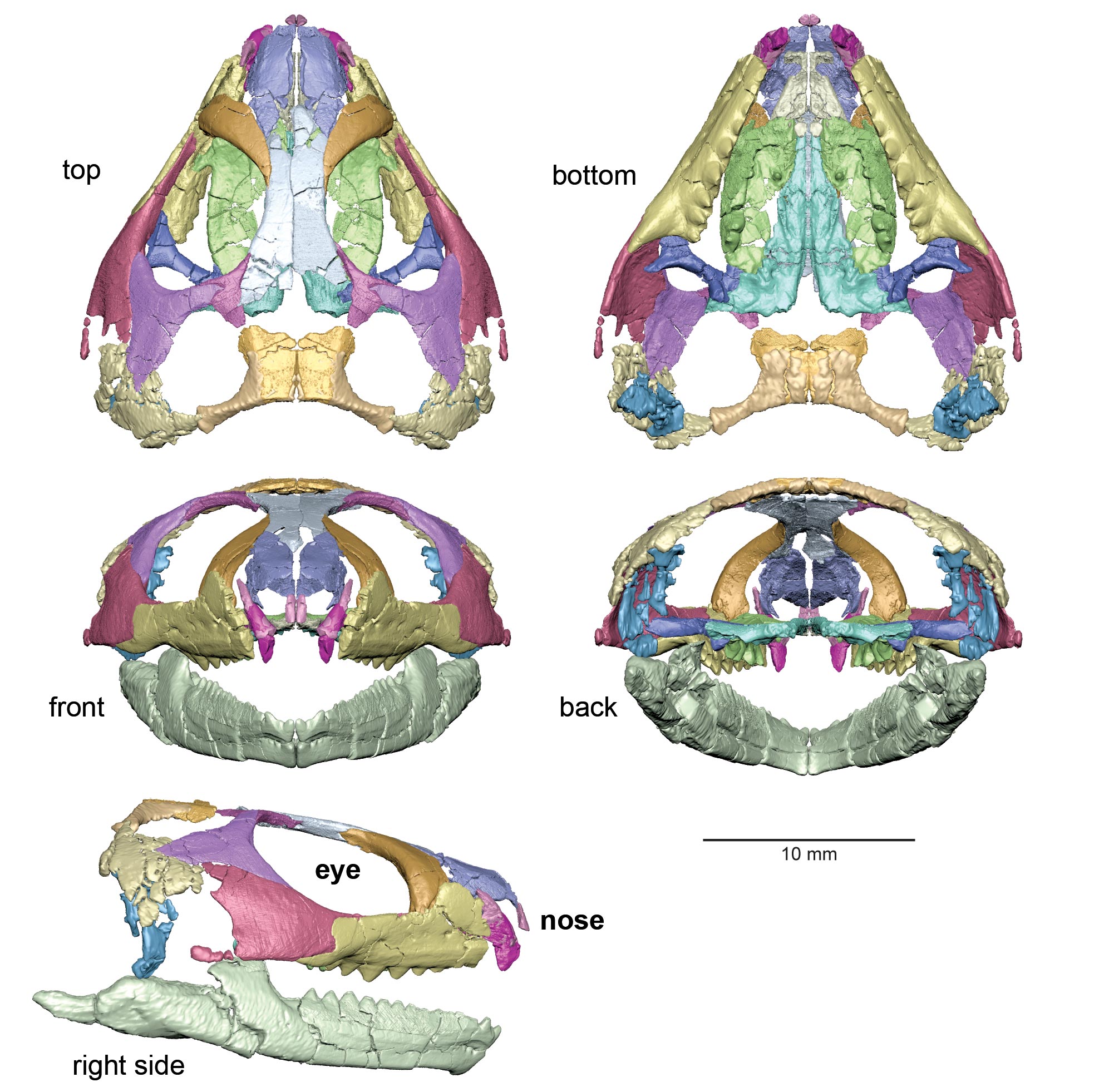 оԱµ٪޼ʱжOpisthiamimus gregori