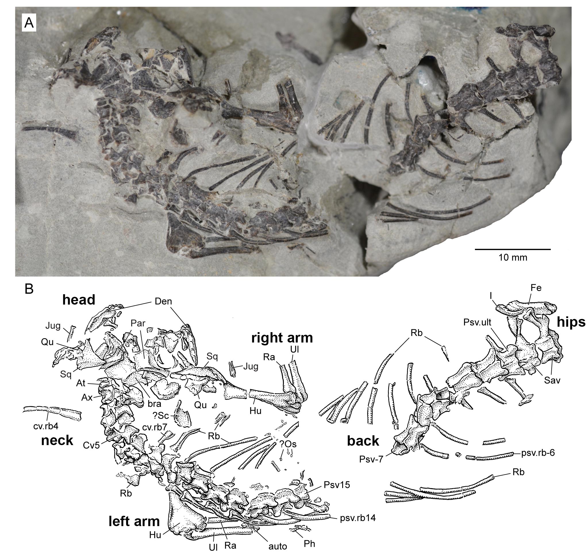 оԱµ٪޼ʱжOpisthiamimus gregori