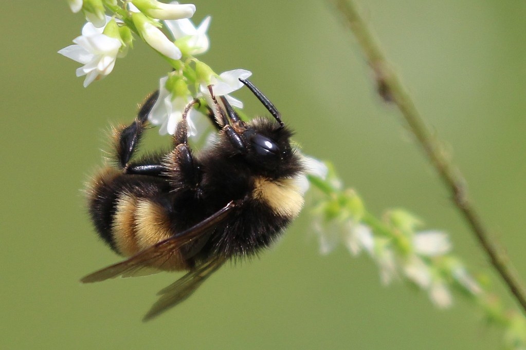 ƴܷ䣨Bombus terricolaô󳣼ܷ֣1990Ŀ½ͼԴRob FosterCC BY 4.