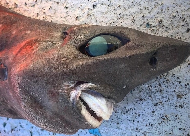 澳洲渔民捕获深海怪鲨鱼 长相酷似外星异形