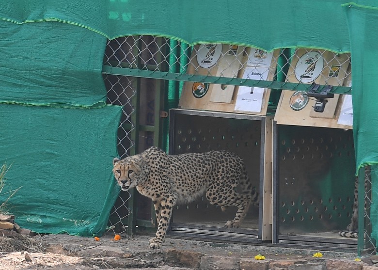 8只猎豹从非洲国家纳米比亚引进印度