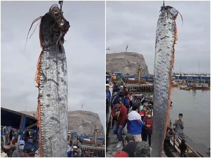 皇带鱼！智利渔民捕捉到5公尺长“地震鱼” 近海发生6.1级强震