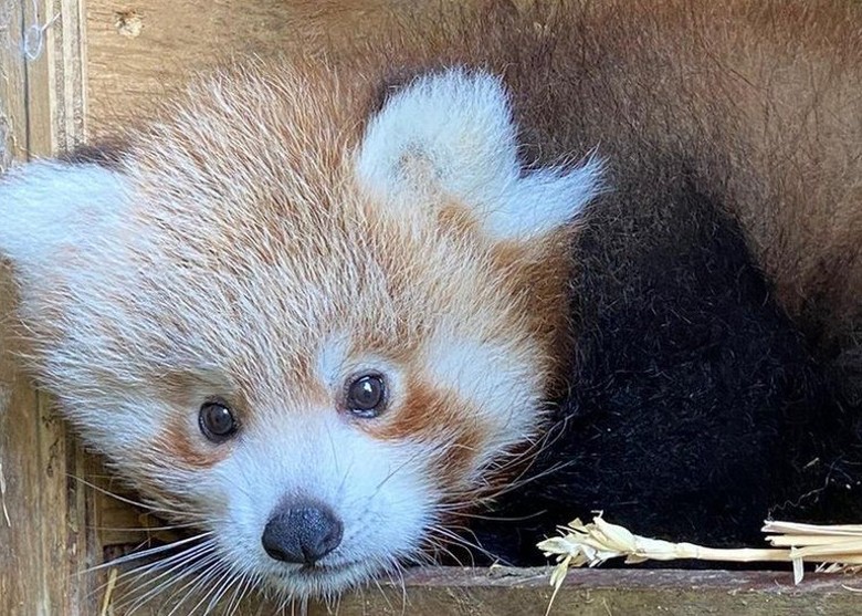 英国诺福克郡动物园迎来一只濒临灭绝的小熊猫幼崽