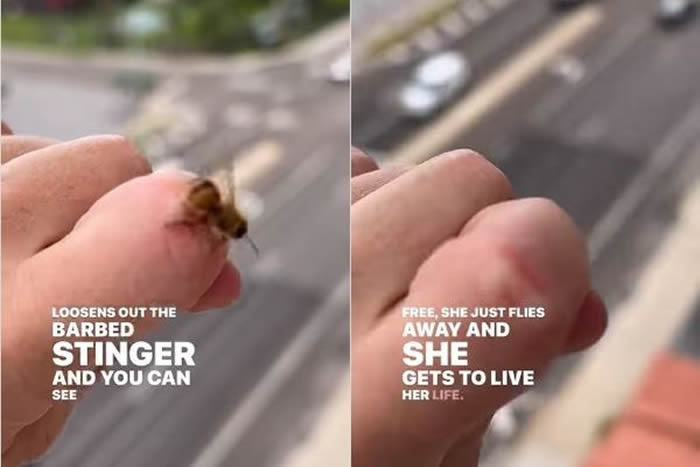 美国佛罗里达州一只蜜蜂螫人后后悔 为逃死劫疯狂原地转圈