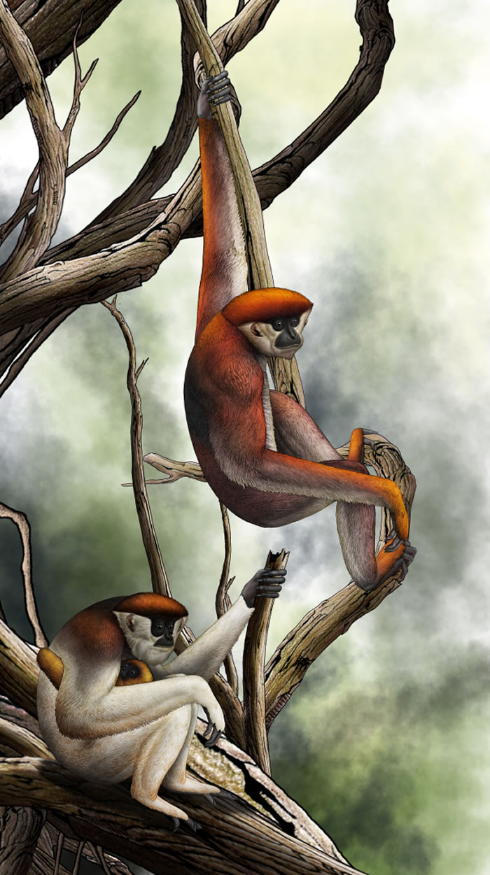 中国云南元谋发现最早的长臂猿化石——元谋小猿Yuanmoupithecus xiaoyuan