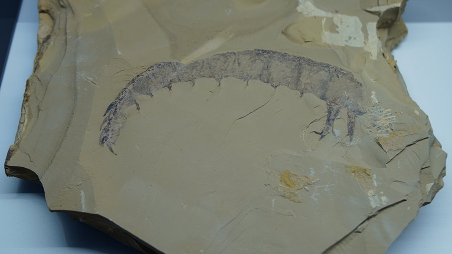 澄江动物群奇虾化石研究发现新种：帽天山开拓虾