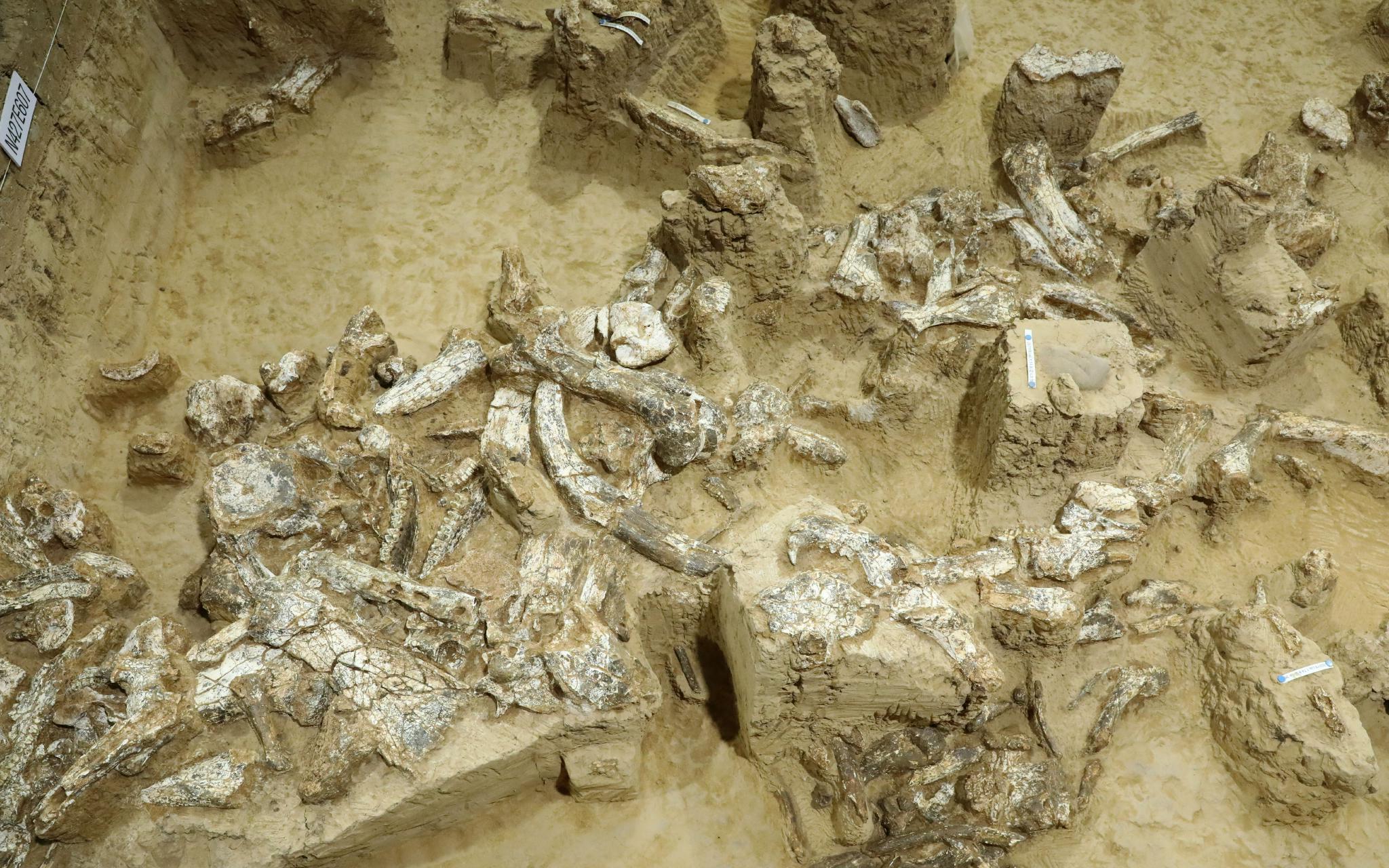 ѧַ·֣Լ100ġˡ3ͷǻʯ