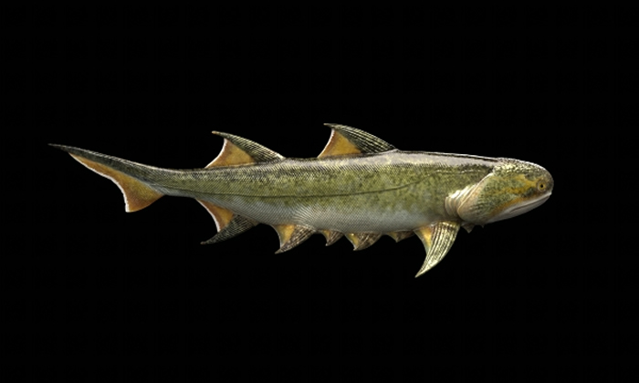 英国《自然》杂志：4.4亿年前的鲨鱼近亲——新塑梵净山鱼