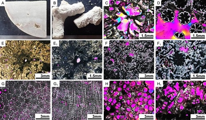 南科一井化石珊瑚及其典型骨骼微细结构特征（Zhao et al., 2021）