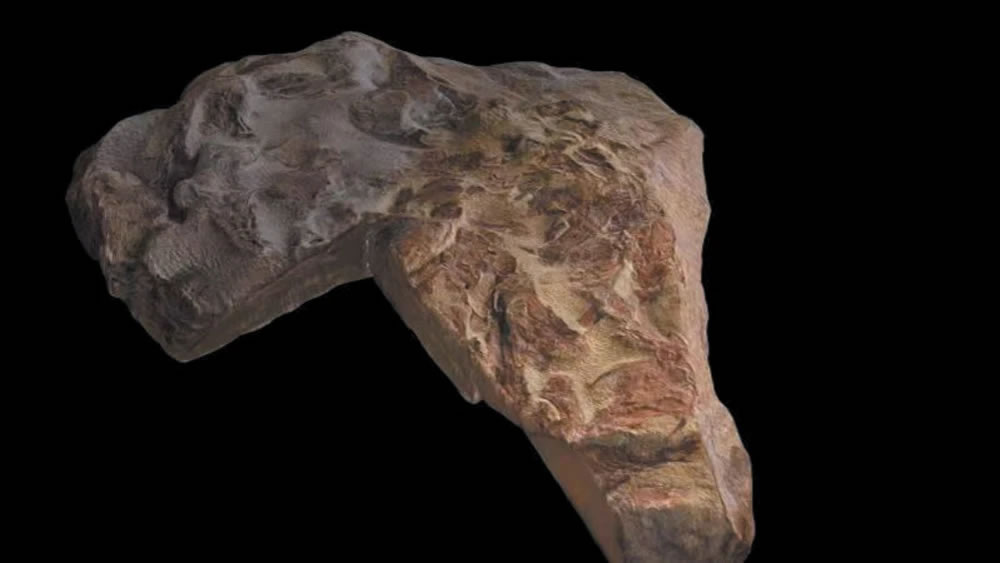 改写有颌脊椎动物早期演化历史 “从鱼到人”关键证据被发现