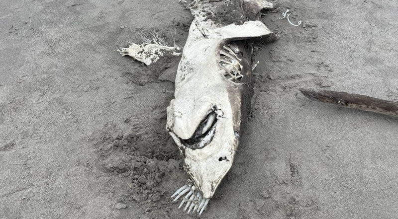 新西兰陶朗加海滩大白鲨尸体内脏被掏空 海洋生态学家：可能遭到虎鲸攻击