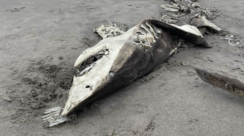 ���������ʼӺ�̲�����ʬ�����౻�Ϳ� ������̬ѧ�ң������⵽��������