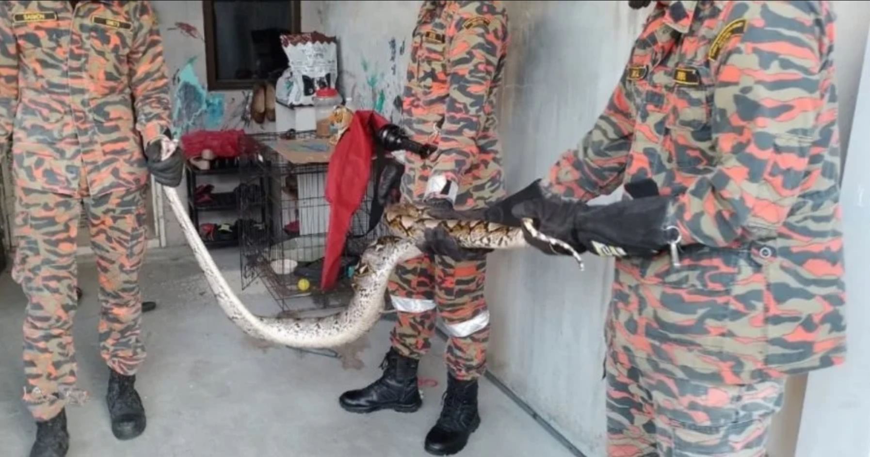 ���������������ɽ�ط������߻��̼�è�¼�