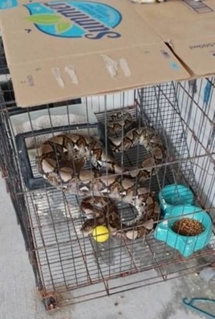 马来西亚柔佛州新山县发生蟒蛇活吞家猫事件