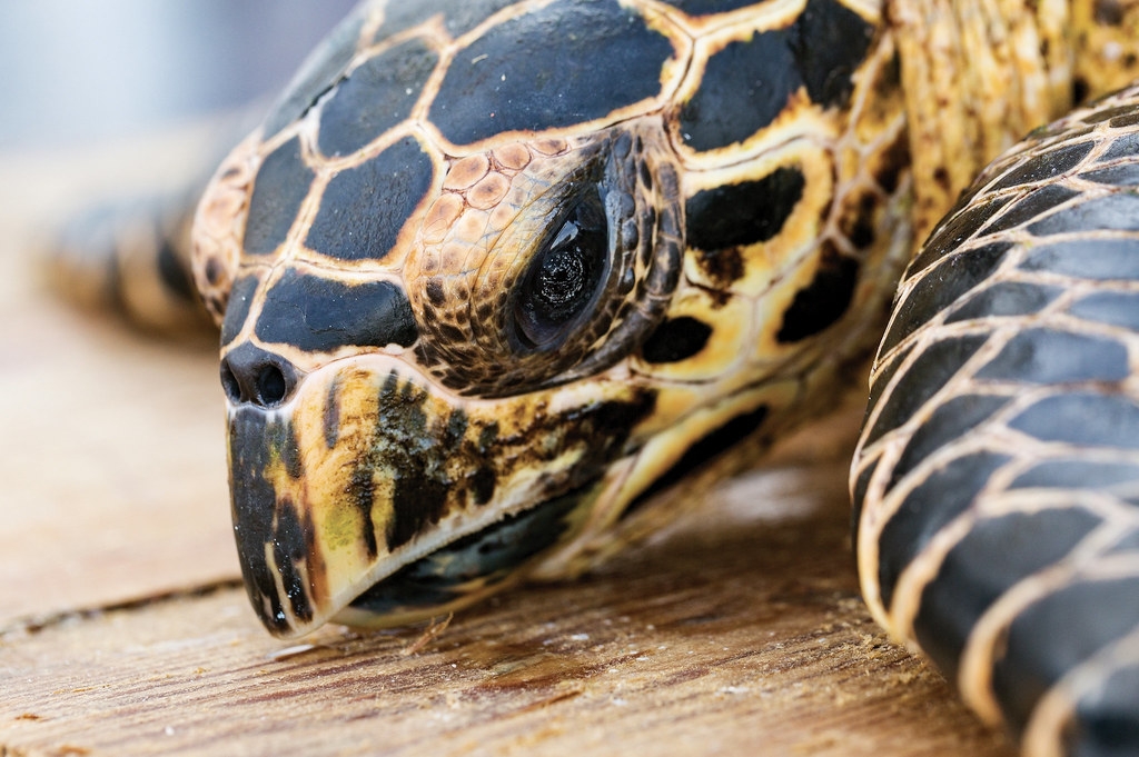 过去30年超过110万只海龟遭非法捕杀 绿蠵龟和玳瑁占95%