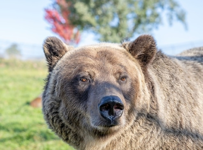 发现八种有助于让灰熊不罹患糖尿病的重要蛋白质 人类身上也有